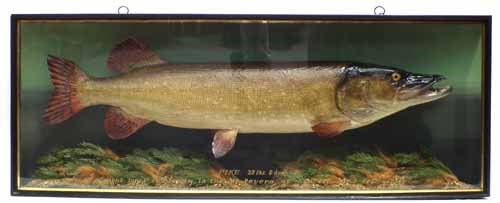 Lot 1 - J. Cooper & Sons cased taxidermy Pike